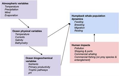 The Role of Environmental Drivers in Humpback Whale Distribution, Movement and Behavior: A Review
